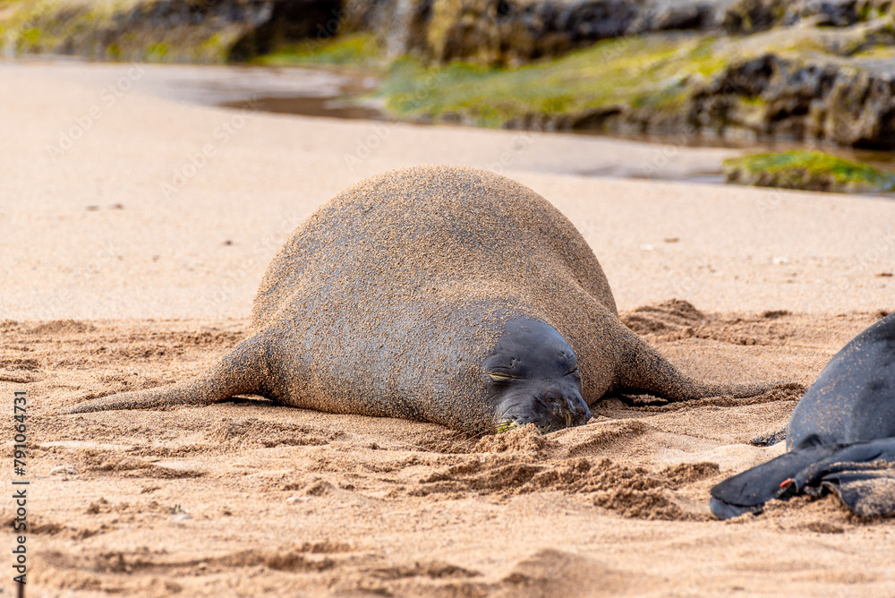 Fototapeta premium Hawaiian monk seal sleeping on sandy tropical beach near ocean