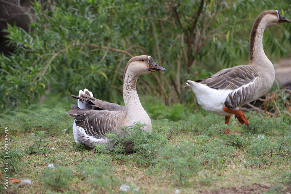 Chinese goose in the wild. Goose resting lying in the grass. domestic bird Farm animal. Fauna. Chinese goose in the wild. Goose resting lying in the grass. domestic bird Farm animal. Fauna.