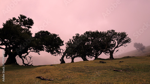 Relict laurel trees and fog, Madeira