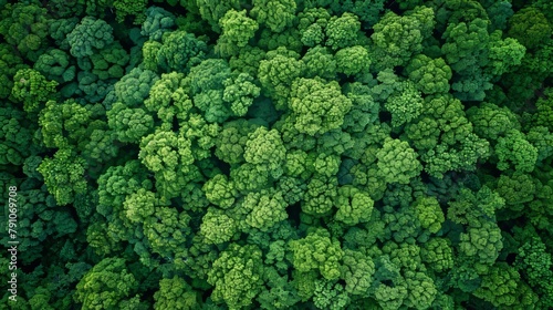 Lush Green Forest Canopy from Aerial Drone Perspective Generative AI © Stefan