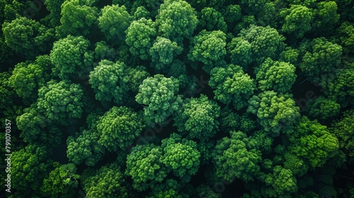 Lush Aerial Panorama of Dense Mangrove Forest Generative AI