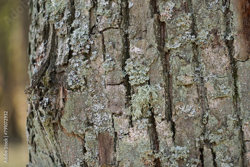 close-up of the bark of a tree