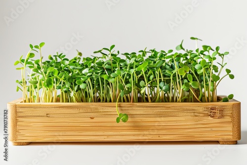 Fresh healthy organic microgreens in eco wooden box on white background. Healthy food, vegan, nutrition, health care. Home gardening, growing greens