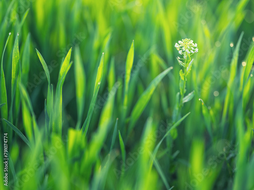 close up view to green grass and plant with white flowers