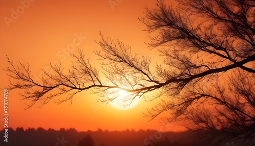 Sunset silhouette tree branch backlit on orange sky