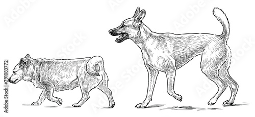 Guard dog terrier pets purebred realistic two domestic animals vector hand drawn illustration isolated on white