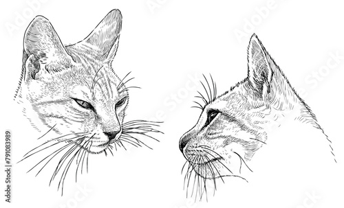 Cat potraits sketch, animal head, pets, cute, snout, whiskers, realistic, hand drawn illustration, vector, isolated on white photo