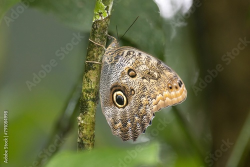 The brush-footed butterfly Caligo telamonius photo