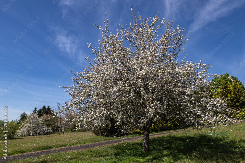 Lagraulière (Corrèze, Limousin, Nouvelle Aquitaine, France) - Vue printanière campagnarde Lagraulière (Corrèze, Limousin, Nouvelle Aquitaine, France) - Vue printanière campagnarde
