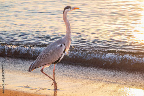 A heron hunting in the sea. Grey heron on the hunt