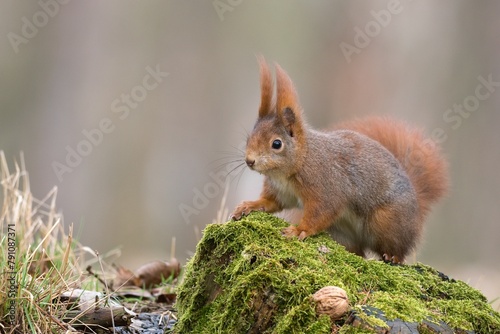 squirrel in the forest © Hana
