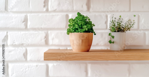 Fresh Parsley and Thyme Herbs Growing in Pots on Wooden Shelf Against White Brick Wall. Indoor Herb Garden Concept.