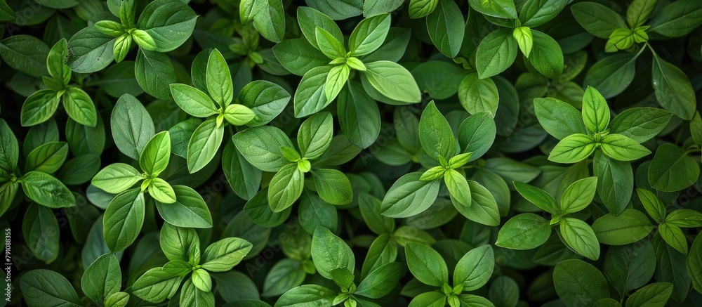 Green leaves of nature in a summertime garden. Utilizing natural green leaf plants as a backdrop for spring, environment, ecology, or verdant wallpaper. Green leaves of nature in a summertime garden. Utilizing natural green leaf plants as a backdrop for spring, environment, ecology, or verdant wallpaper.