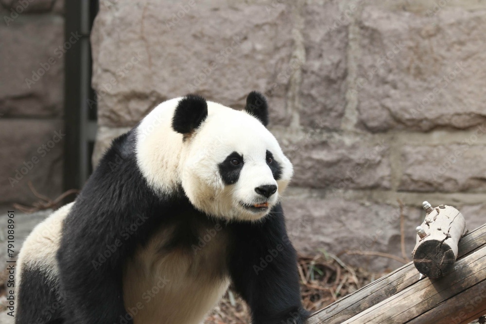 close up giant panda, Bai Tian, Beijing Zoo, China