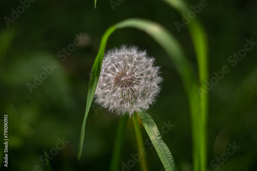 dandelion in the grass