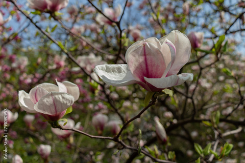 magnolia flowers in spring