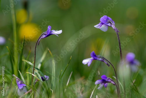 Pinguicula vulgaris common butterworth perennial carnivorous flowers in bloom, purple blue small flowering plant in grass photo