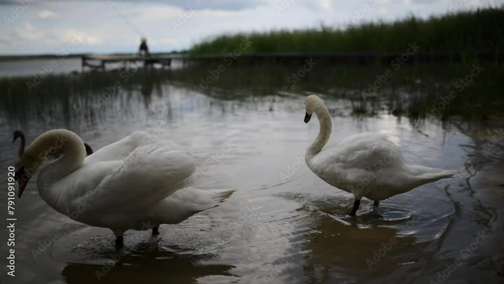 White swans with chicks. Mute swan (Cygnus olor) is swan and member of waterfowl family Anatidae. It is native to much of Eurosiberia, and (as rare winter visitor) far north of Africa. White swans with chicks. Mute swan (Cygnus olor) is swan and member of waterfowl family Anatidae. It is native to much of Eurosiberia, and (as rare winter visitor) far north of Africa.