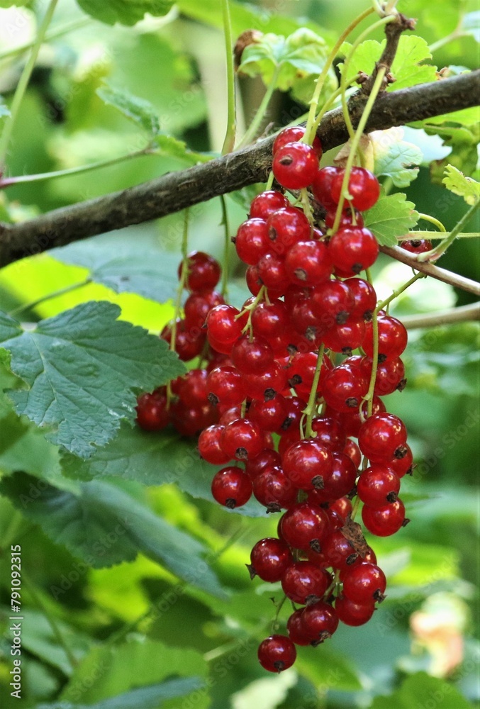 Eco product. Redcurrant on the branches of a bush. Gardening.