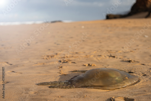 jellyfish washed up on beaches in Portugal - danger of burns from jellyfish from the ocean