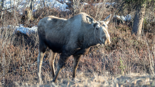 Lone moose cow during golden hour in Denali National Park in Alaska United States photo