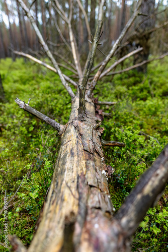 An old coniferous tree felled by the wind in the forest.
