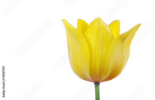 yellow tulip in dew drops isolated on white.