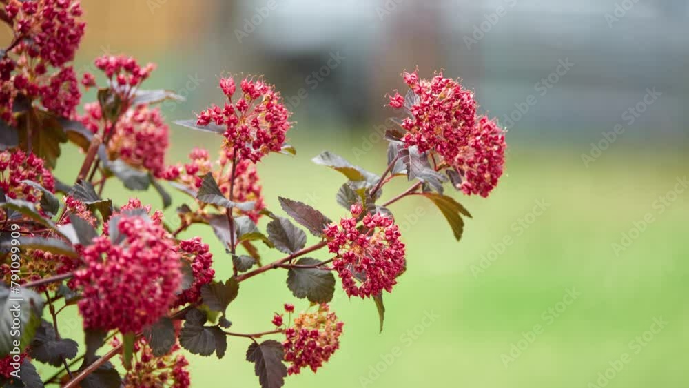 Physocarpus capitatus, commonly called Pacific ninebark or tall ninebark, is Physocarpus in rose family native to western North America. Physocarpus capitatus, commonly called Pacific ninebark or tall ninebark, is Physocarpus in rose family native to western North America.