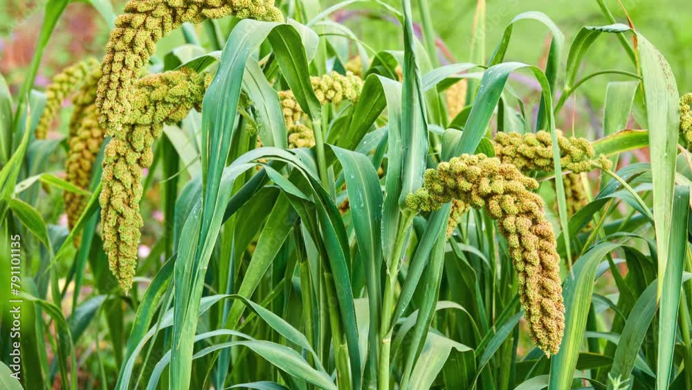 Foxtail millet, scientific name Setaria italica (Panicum italicum), is ...