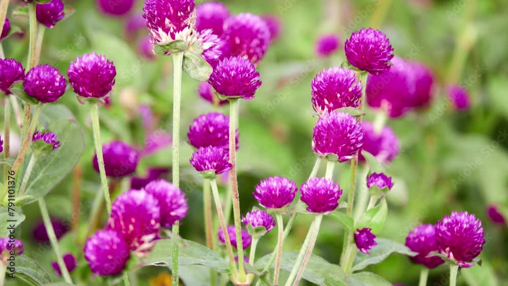 Gomphrena globosa, commonly known as globe amaranth, is edible plant from family Amaranthaceae. Round-shaped flower inflorescences are visually dominant feature. Gomphrena globosa, commonly known as globe amaranth, is edible plant from family Amaranthaceae. Round-shaped flower inflorescences are visually dominant feature.