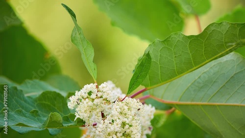 Reynoutria sachalinensis (giant knotweed or Sakhalin knotweed, Polygonum sachalinense, Fallopia sachalinensis) is Fallopia native to northeastern Asia in northern Japan and far east of Russia. photo