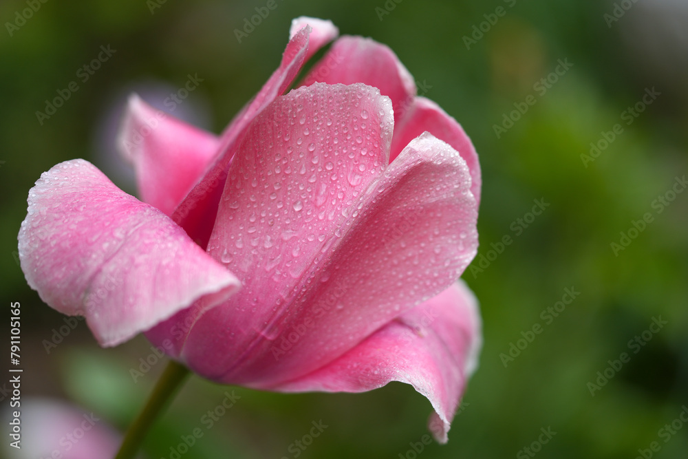 Red Tulip flower in garden. Beautiful tulip flower on blurred green background. Flowering background of bloom tulip in spring in flower garden. Floral background
Red Tulip flower in garden. Beautiful tulip flower on blurred green background. Flowering background of bloom tulip in spring in flower garden. Floral background