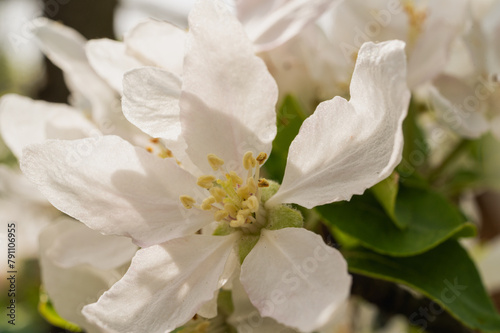 the first spring blossoms of trees  white blossoms of apple trees  plums. Selective focus  spring background