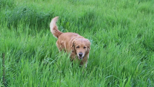 Wallpaper Mural Dogs play on the green grass and enjoy life. Golden retriever runs and lies on the grass. Pet concept. Torontodigital.ca