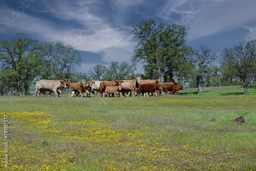 Range Cattle in Payne's Creek Recreation Area, California photo