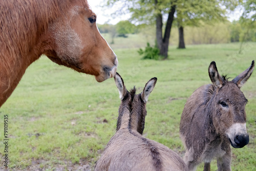 Sorrel horse with mini donkeys on farm, animal friendship. photo
