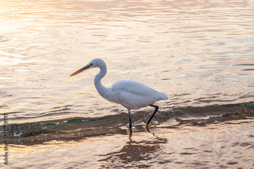 Great egret (Ardea alba), a medium-sized white heron fishing on the sea beach