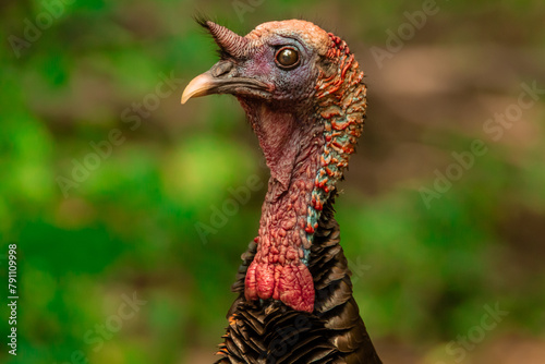 Head Shot of a Wild Turkey photo
