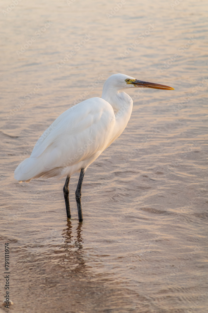 Great egret (Ardea alba), a medium-sized white heron fishing on the sea beach Great egret (Ardea alba), a medium-sized white heron fishing on the sea beach