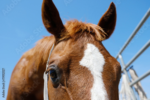 Curious and friendly chestnut brown horse close up on farm for gentle face of domestic animal.