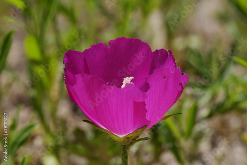 Winecup or purple poppy mallow wildflower closeup for Texas perennial flower..
