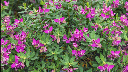 The finial Polygala myrtifolia, distinctive flowers in violet