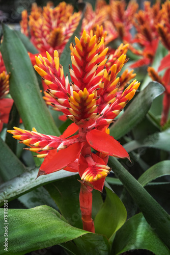 Lanzenrosette Pepita Elegant Flames. Flowering indoor plant