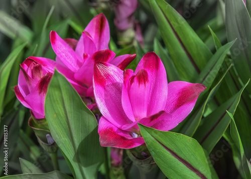 Curcuma alismatifolia, Siam tulip or summer tulip, a tropical plant native to Laos, northern Thailand