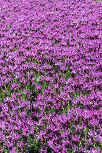 Lavandula stoechas, topped lavender or French lavender. Vertical photo