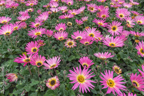 The African Daisy or Arctotis hybrids, an attractive and colourful annual bedding plant