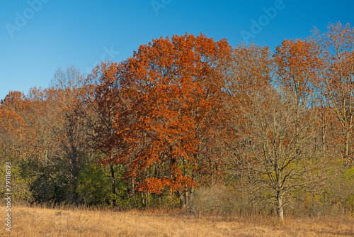 Late Fall Colors on the Oaks of the Savannah
