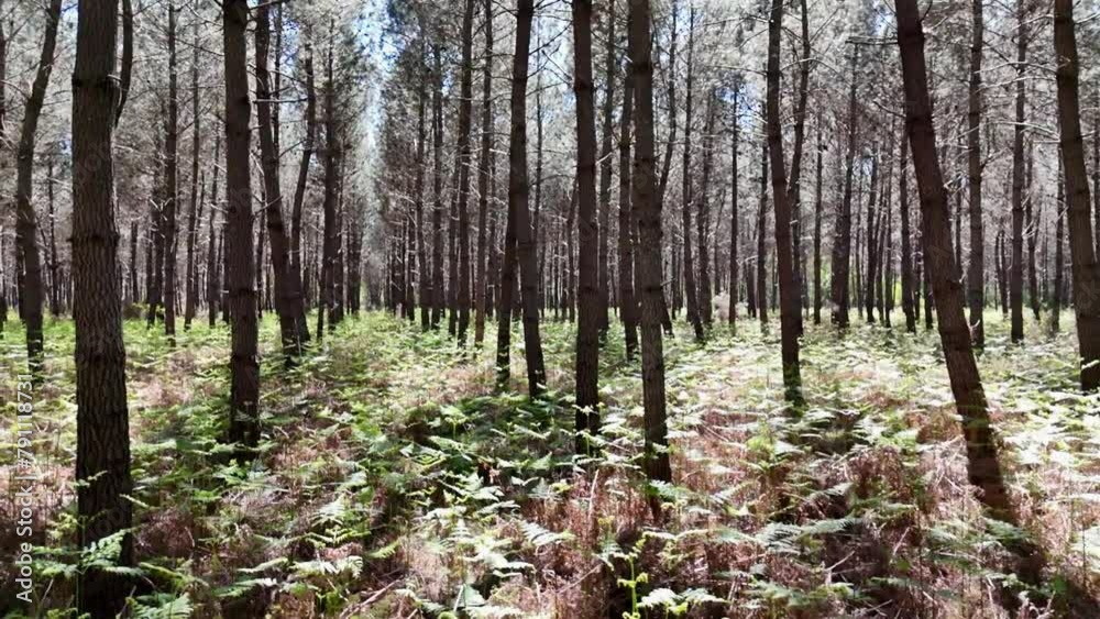 Mouvements dans la forêt de pins