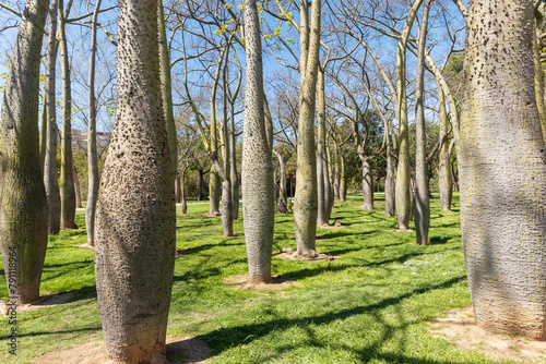 Grove of Brachychiton in a Spanish park in early spring. photo