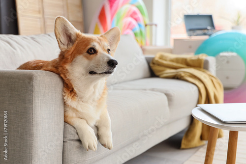 Cute Corgi dog lying on sofa at home. Travel concept